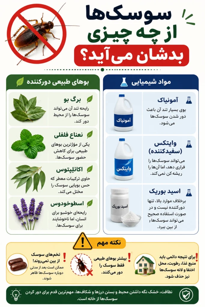 سوسک‌ها از چه چیزی بدشان می‌آید؟ معرفی بوهای طبیعی و مواد مؤثر برای دور کردن سوسک