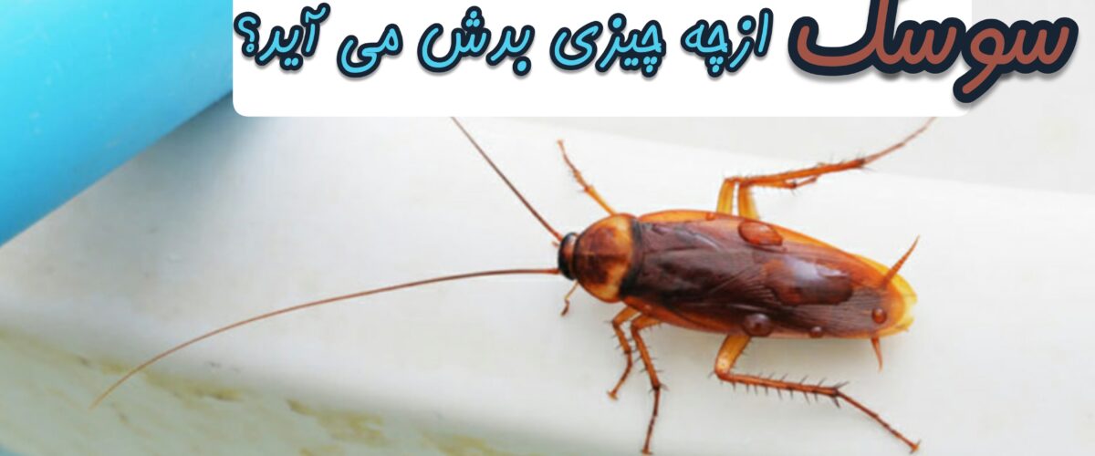 سوسک ها از چه چیزی بدشان می آید