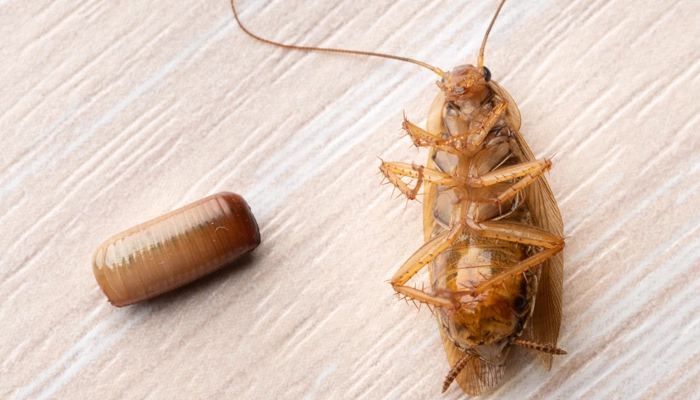 سوسک‌ها از چه چیزی بدشان می آید