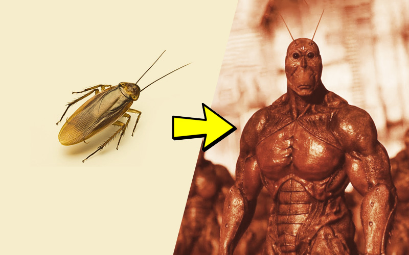 سوسک ها در حال تکامل هستند