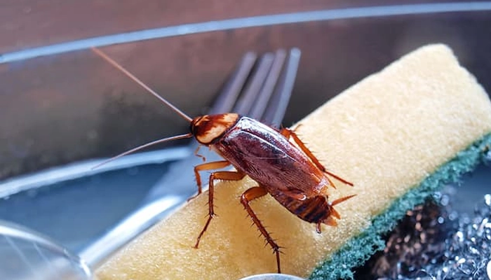 سوسک ها در حال تکامل هستند 2022