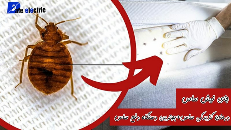 جای نیش ساس