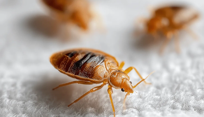 جای نیش ساس چه شکلی است