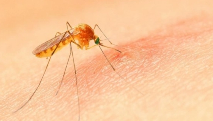 پشه در قران