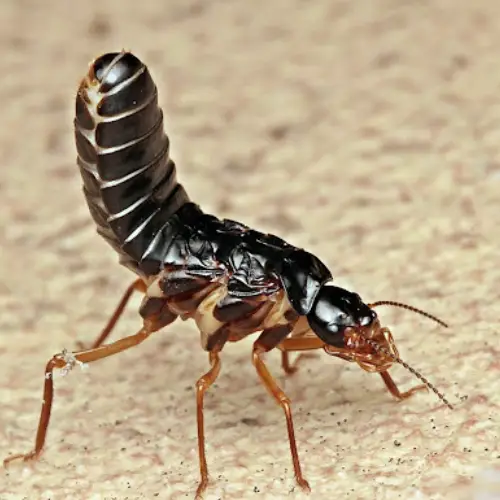 عکس موریانه سیاه