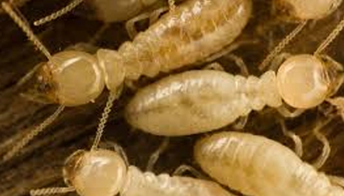 عکس موریانه