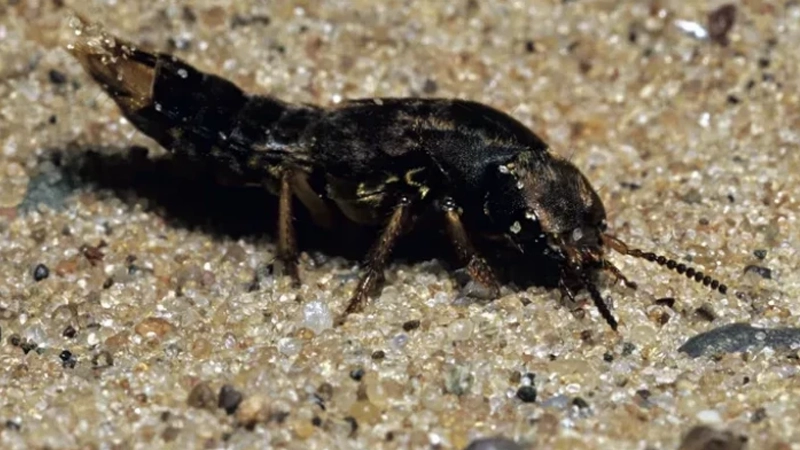 حشرات ساحلی