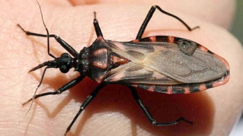 ساس بوسه زن