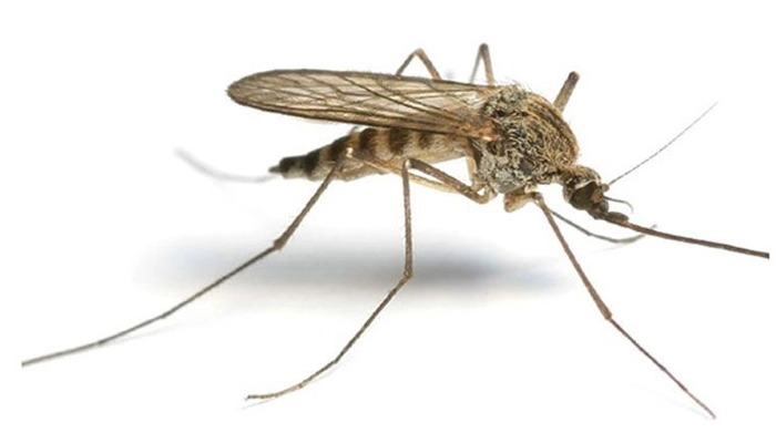 عکس پشه خاکی