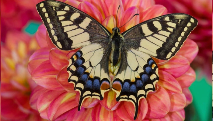 پروانه دم چلچله ای