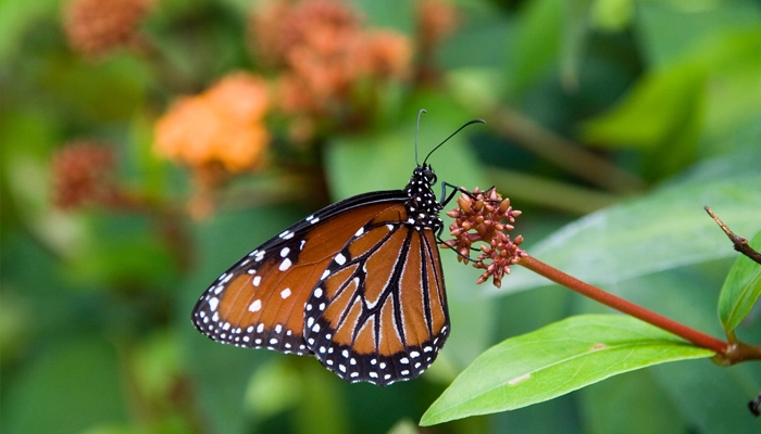 پروانه ملکه