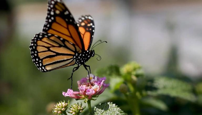 پروانه مونارک