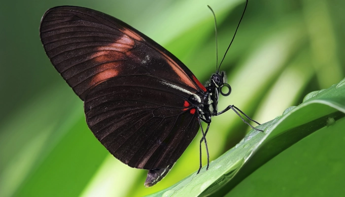 پروانه پستچی