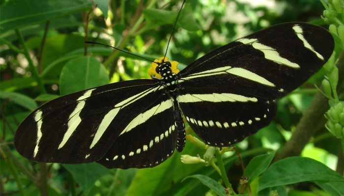 پروانه گورخری