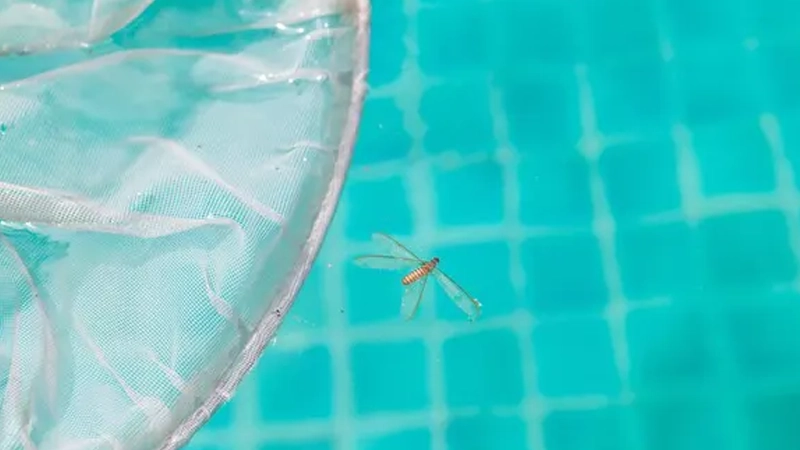 دفع حشرات استخر