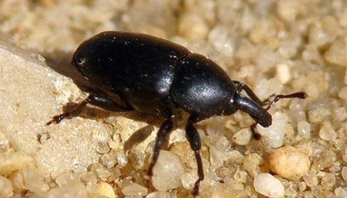 سرخرطومی سیاه