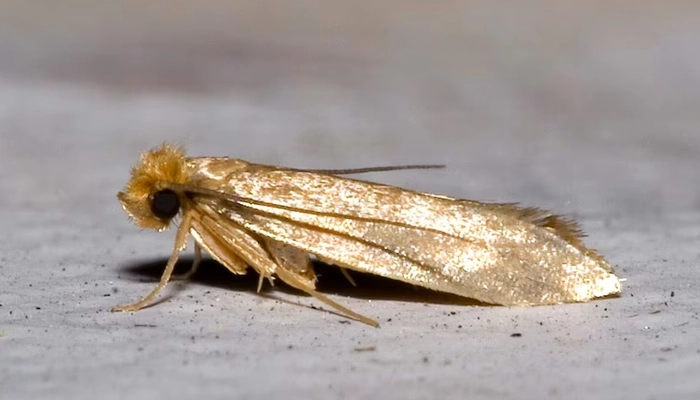 عکس حشره بید