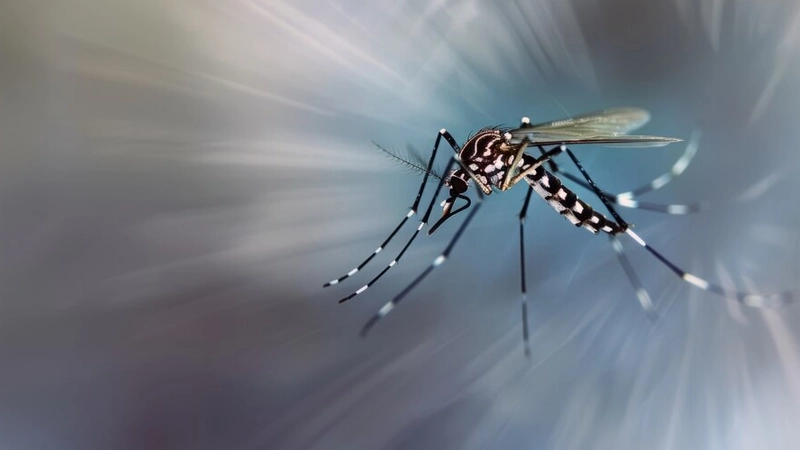 از بین بردن پشه