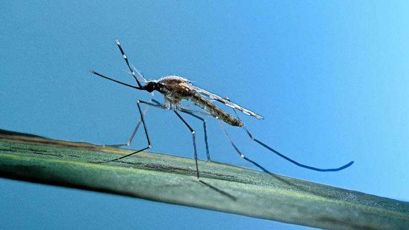 چرا پشه ها برخی افراد را نیش می زنند؟