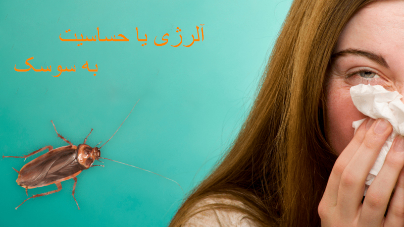 حساسیت به سوسک