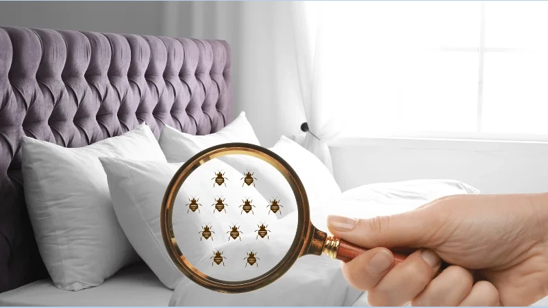 آیا ساس فقط شبها فعال است؟