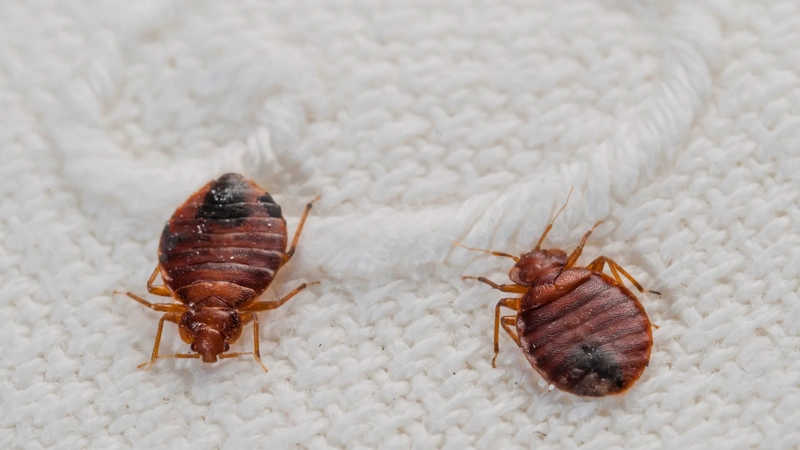 آیا ساس‌ها پرش دارند؟