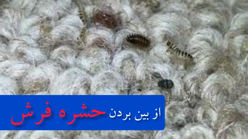 حشره-فرش