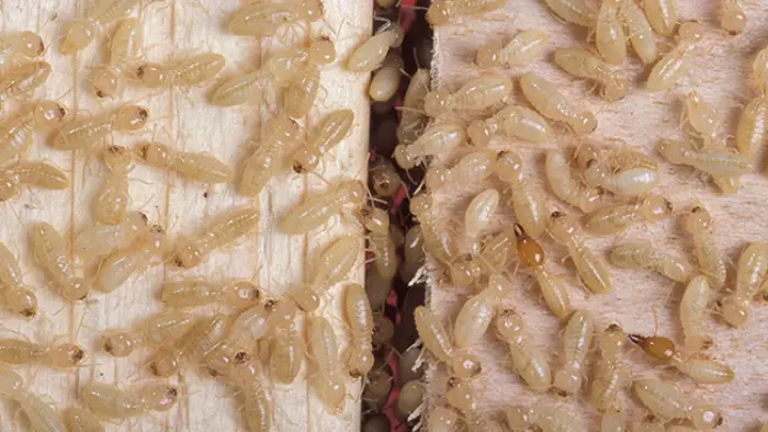 عکس موریانه چوب
