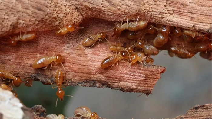 عکس موریانه چوب