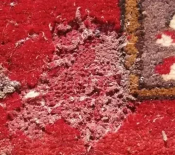 موریانه فرش