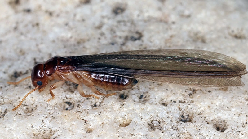 موریانه‌ بالدار