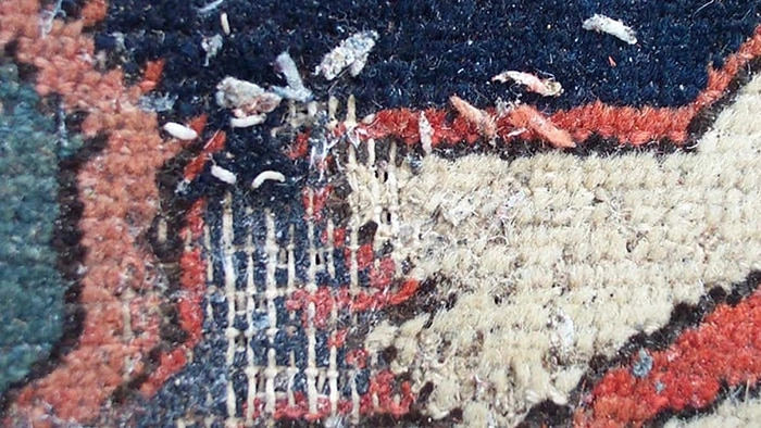 عکس موریانه فرش