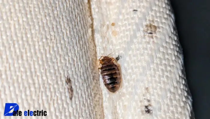 تصویر ساس تخت خواب