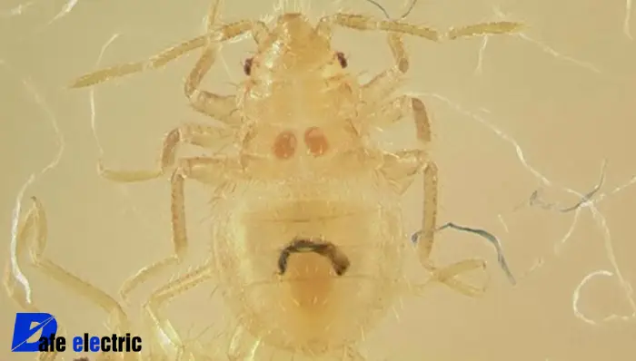 تصویر ساس سفید