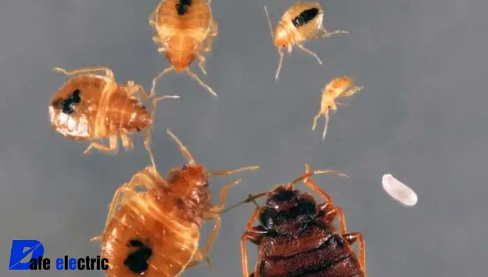 عکس بچه ساس 2