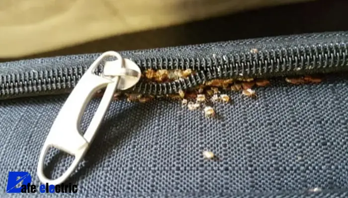 عکس تخم ساس