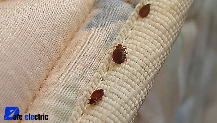 عکس ساس خانگی -3