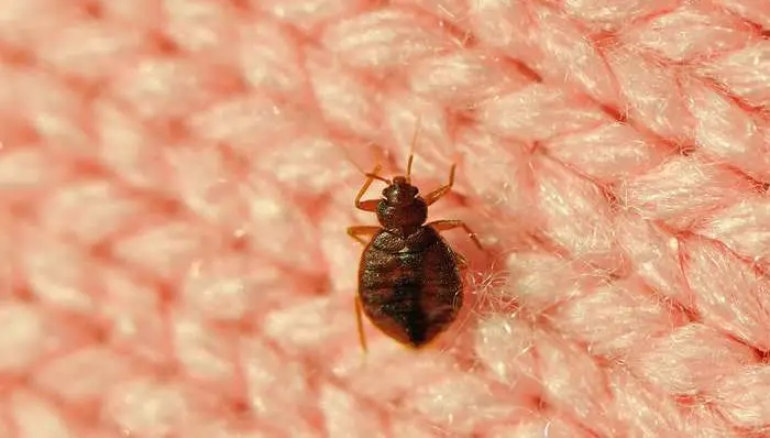 عکس ساس خانگی