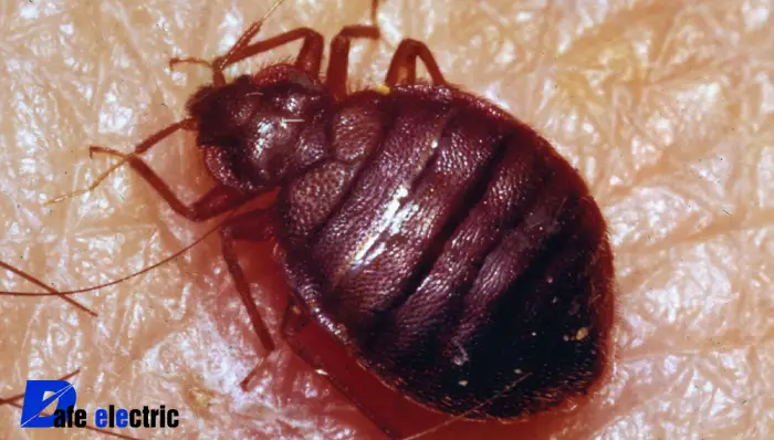 عکس ساس خفاشی