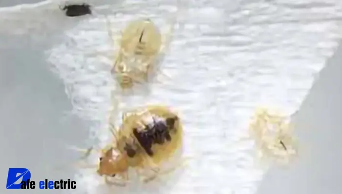 عکس ساس سفید