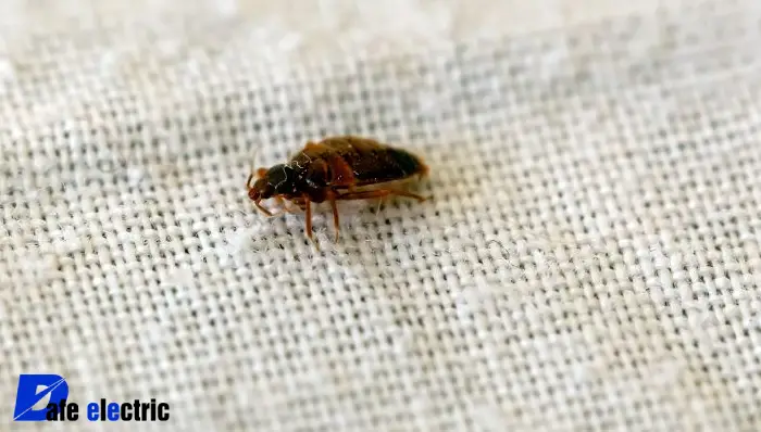 عکس ساس فرش