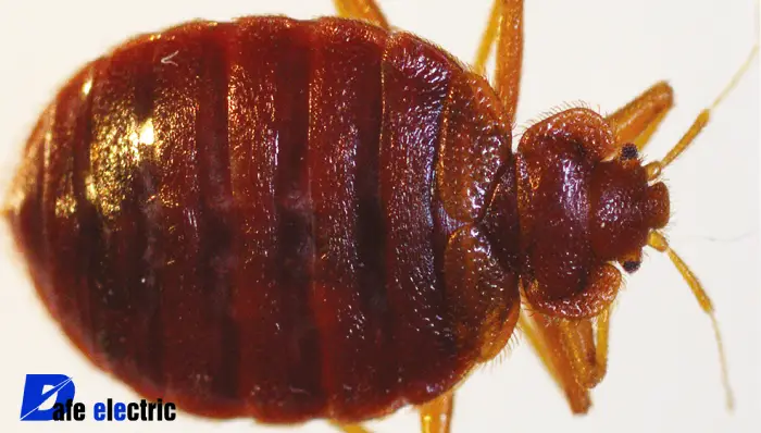 عکس ساس گرمسیری یا استوایی