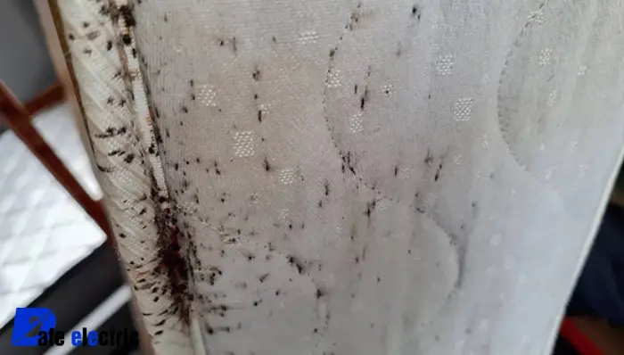 عکس فضولات ساس تخت خواب