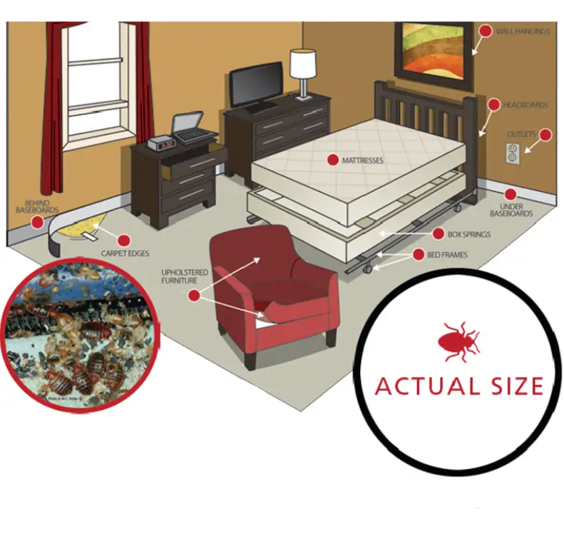 عکس محل اختفای ساس