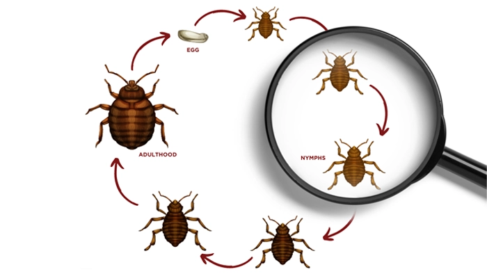 عکس چرخه زندگی ساس