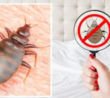 از بین بردن ساس با قرص برنج