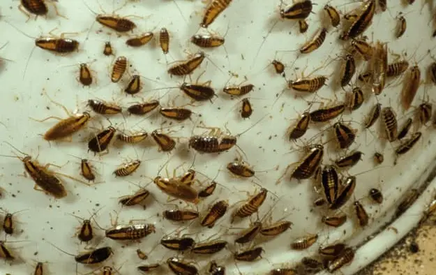 تصویر بچه سوسک ریز