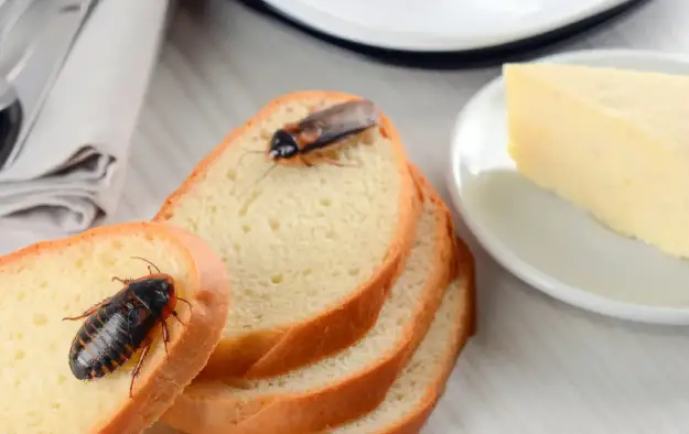 تصویر سوسک ریز آشپزخانه