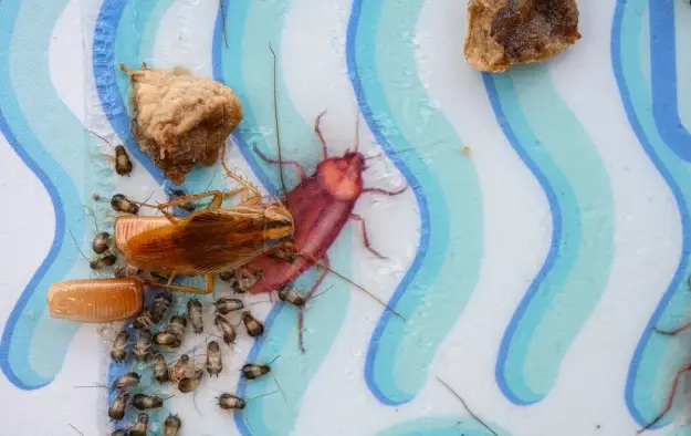 عکس بچه سوسک ریز