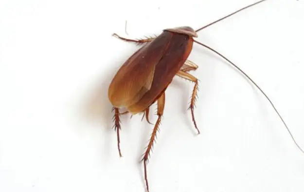 عکس سوسک بالدار  